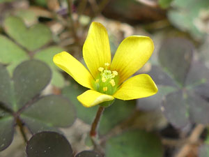 photos nature 16 charente biodiversité fleur plante sauvageOxalis corniculé Oxalis corniculata Oxalidaceae