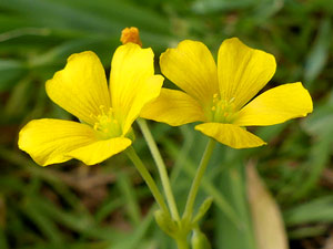 photos nature 16 charente biodiversité fleur plante sauvageOxalis droite - Oxalis d'Europe - Oxalis des fontaines Oxalis stricta (Oxalis fontana) Oxalidaceae