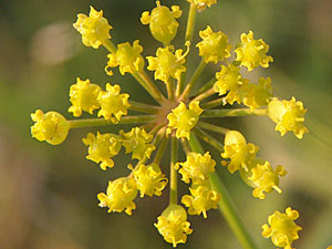 photos nature 16 charente biodiversité fleur plante sauvagePanais des bois, Panais sauvage Pastinaca sativa sylvestris  Apiaceae