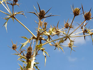 photos nature 16 charente biodiversité fleur plante sauvagePanicaut champêtre - Panicaut des champs eryngium campestre Apiaceae 