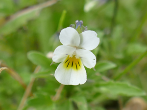 photos nature 16 charente biodiversité fleur plante sauvagePensée des champs - Herbe de la Trinité Viola arvensis - Viola tricolore Violaceae