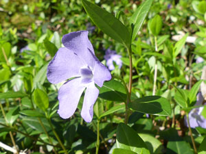 photos nature 16 charente biodiversité plante sauvage fleur  Petite Pervenche - Violette de serpent - Violette des sorciers Vinca minor Apocynaceae