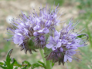 photos nature 16 charente biodiversité fleur plante sauvagePhacélie à feuilles de tanaisie Phacelia tanacetifolia Hydrophyllaceae