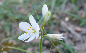 Phalangère à fleurs de Lis - Anthericum liliago Liliaceae