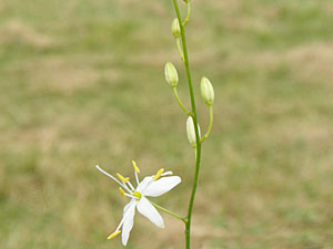 photos nature 16 charente biodiversité fleur plante sauvagePhalangère ramifié - Herbe à l'araignée Anthericum ramosum Liliaceae