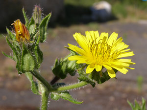 photos nature 16 charente biodiversité fleur plante sauvagePicride fausse vipérine Helminthotheca echioides Asteraceae