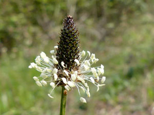 photos nature 16 charente biodiversité fleur plante sauvagePlantain lancéolé - Plantain étroit ou - Herbe à cinq côtes Plantago lanceolata Plantaginaceae