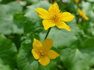 photos nature 16 charente biodiversité fleur plante sauvagePopulage des marais - Caltha des marais - Souci d'eau - Ganille Caltha palustris Ranunculaceae