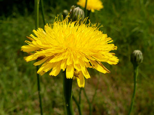 photos nature 16 charente biodiversité fleur plante sauvagePorcelle enracinée Hypochoeris radicata Asteraceae