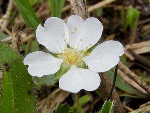 photos nature 16 charente biodiversité fleur plante sauvagePotentille brillante - Potentille des montagnes Potentilla montana - Potentilla splendens Rosaceae