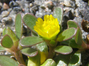 photos nature 16 charente biodiversité fleur plante sauvagePourpier - Porcelane Portulaca oleracea  Portulacaceae