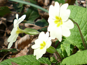 photos nature 16 charente biodiversité fleur plante sauvagePrimevère acaule, Primevère commune, Primevère sans tige Primula vulgaris - acaulis  Primulaceae