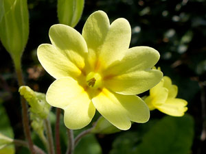 photos nature 16 charente biodiversité plante sauvage fleur Jaune Primevère élevée - Primevère des bois Primula elatior Primulaceae