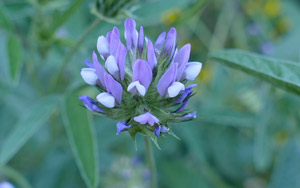 Psoralée bitumineuse - Herbe au bitume - psoralea bituminosa Fabaceae