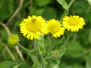 photos nature 16 charente biodiversité fleur plante sauvagePulicaire dysentérique - Herbe Saint Roch - Inule dysentérique - Aunée des Prés Pulicaria dysenterica - Inulaa dysenterica Asteraceae