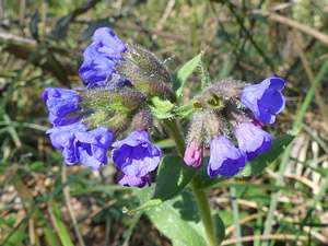 photos nature 16 charente biodiversité fleur plante sauvagePulmonaire peinte - Pulmonaire saupoudrée Pulmonaria saccharata - Pulmonaria vulgaris Boraginaceae 