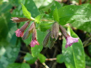 photos nature 16 charente biodiversité fleur plante sauvagePulmonaire semblable Pulmonaria affinis Boraginaceae