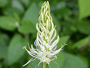 photos nature 16 charente biodiversité fleur plante sauvageRaiponce en épi Phyteuma spicatum Campanulaceae