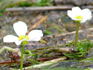 photos nature 16 charente biodiversité fleur plante sauvageRenoncule des rivières Ranunculus fluitans Ranunculaceae