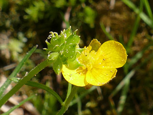 photos nature 16 charente biodiversité fleur plante sauvageRenoncule tête d'or Ranunculus auricomus Ranunculaceae