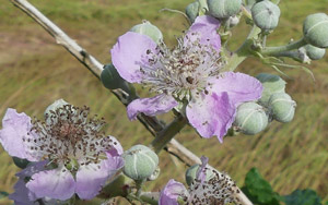 Ronce à feuilles d'Orme - Rubus ulmifolius Rosaceae