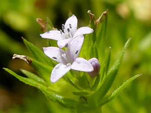 photos nature 16 charente biodiversité fleur plante sauvageRubéole des champs - Shérardie - Gratteron fleuri Sherardia arvensis Rubiaceae