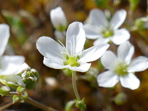 photos nature 16 charente biodiversité fleur plante sauvageSabline des chaumes - Sabline controversée Arenaria controversa Caryophyllaceae