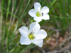 photos nature 16 charente biodiversité fleur plante sauvageSabline des montagnes Arenaria montana Caryophyllaceae