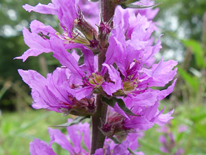 photos nature 16 charente biodiversité fleur plante sauvageSalicaire officinale - Herbe aux coliques - Lysimaque rouge Lythrum salicaria Lythraceae