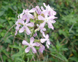 photos nature 16 charente biodiversité fleur plante sauvageSaponaire - Saponière - Savonaire - Herbe à foulons Saponaria officinalis Caryophyllaceae