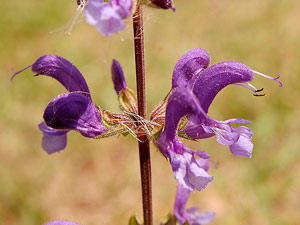 photos nature 16 charente biodiversité fleur plante sauvageSauge commune - Sauge des prés  Salvia pratensis Lamiaceae 