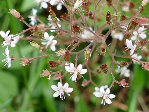 photos nature 16 charente biodiversité fleur plante sauvageSaxifrage hérissée - saxifrage hirsute - faux désespoir-des-peintres Saxifraga hirsuta Saxifragaceae