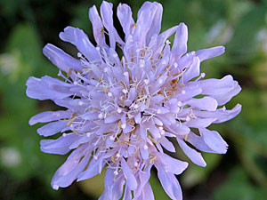 photos nature 16 charente biodiversité fleur plante sauvageScabieuse colombaire Scabiosa columbaria Dipsacaceae