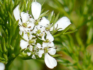 photos nature 16 charente biodiversité fleur plante sauvageScandix - Peigne de Vénus Scandix pecten-veneris Apiaceae