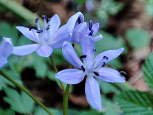 photos nature 16 charente biodiversité fleur plante sauvageScille à deux feuilles Scilla bifolia Liliaceae