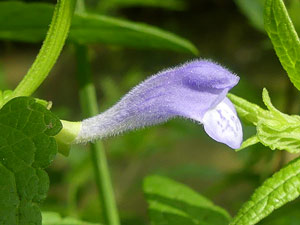 photos nature 16 charente biodiversité fleur plante sauvageScutellaire à casque - Grande toque Scutellaria galericulata Lamiaceae