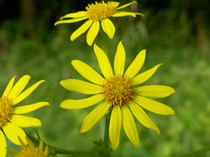 photos nature 16 charente biodiversité fleur plante sauvageSéneçon à feuilles de barbarée Senecio erraticus Asteraceae