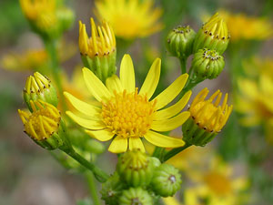 photos nature 16 charente biodiversité fleur plante sauvageSéneçon de Jacob Jacobaea vulgaris Asteraceae