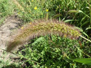 photos nature 16 charente biodiversité fleur plante sauvagesétaire d'Italie - panis - millet des oiseaux - petit mil Setaria italica Poaceae