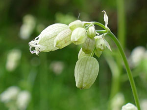 photos nature 16 charente biodiversité fleur plante sauvageSilène commun - Silène enflé Silene vulgaris Caryophyllaceae