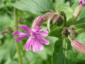 photos nature 16 charente biodiversité fleur plante sauvageSilène dioïque - Compagnon rouge Silene dioica - Melandrium dioicum - Lychnis diurna Caryophyllaceae