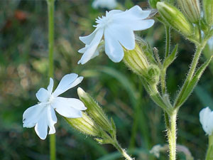 photos nature 16 charente biodiversité fleur plante sauvageSilène à larges feuilles - Compagnon blanc - Lychnis à grosses graines Silene latifolia Caryophyllaceae