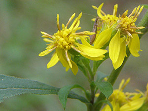 photos nature 16 charente biodiversité fleur plante sauvageSolidage verge d'or Solidago virgaurea Asteraceae