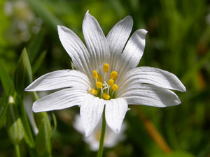 photos nature 16 charente biodiversité fleur plante sauvageStellaire holostée - Langue d'oiseau Stellaria holostea Caryophyllaceae