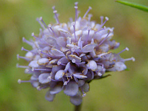 photos nature 16 charente biodiversité fleur plante sauvageSuccise des prés - Mors du diable  Scabiosa Succisa - Succisa pratensis Dipsacaceae