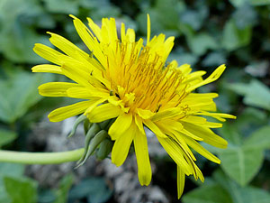 photos nature 16 charente biodiversité fleur plante sauvagePissenlit - Dent-de-lion - Taraxacum officinale Taraxacum officinale Asteraceae