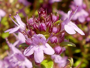 photos nature 16 charente biodiversité plante sauvage fleur Bleu Serpolet - Thym serpolet Thymus serpyllum Lamiaceae