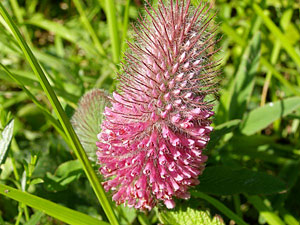 photos nature 16 charente biodiversité fleur plante sauvageTrèfle rougeâtre Trifolium rubens Fabaceae