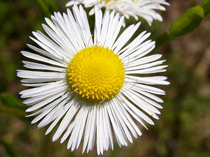 photos nature 16 charente biodiversité fleur plante sauvageVergerette annuelle - Erigéron annuel Erigeron annuus Asteraceae