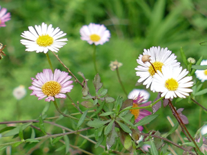 photos nature 16 charente biodiversité fleur plante sauvageVergerette de Karwinski - Vergerette mucronée - Pâquerette des murailles Erigeron karvinskianus Asteraceae